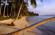 Palm Tress on Beach, Thaialnd / Image by Joe Cummings